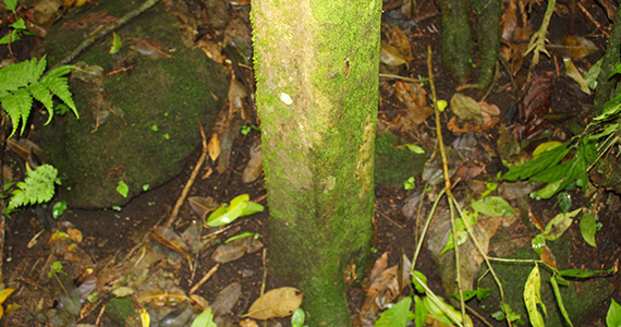 Árboles Cuadrados