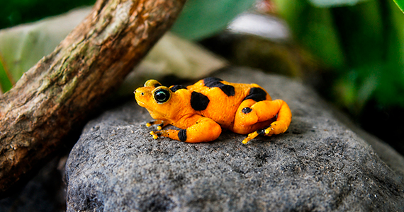 Ranas Doradas