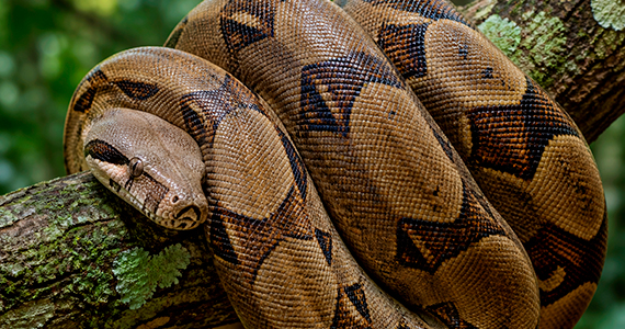 Serpentario